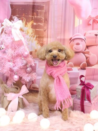 20241206サンくん